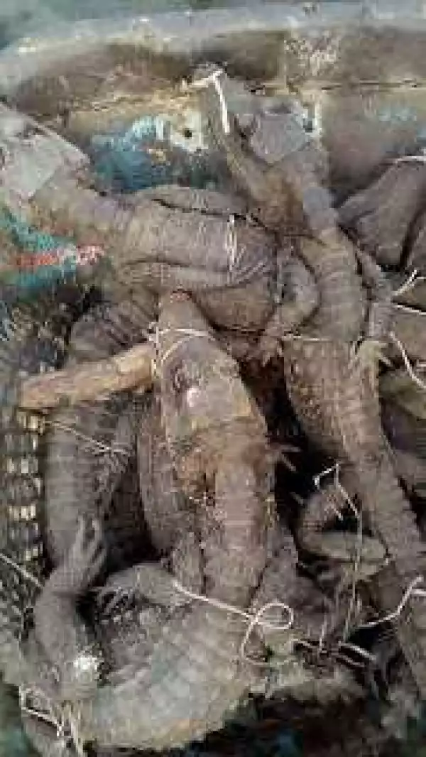 Photos : See dozen of edible crocodiles killed by a man in bayelsa state